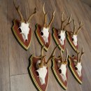 Deer antlers, 20 pieces, roe deer bucks, deer buck antlers, carved trophy signs 22.1350