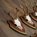 Deer antlers, 20 pieces, roe deer bucks, deer buck antlers, carved trophy signs 22.1350