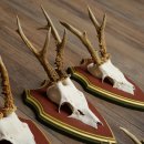 Deer antlers, 20 pieces, roe deer bucks, deer buck antlers, carved trophy signs 22.1350