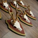 Deer antlers, 20 pieces, roe deer bucks, deer buck antlers, carved trophy signs 22.1350