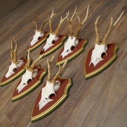 Deer antlers, 20 pieces, roe deer bucks, deer buck antlers, carved trophy signs 22.1350