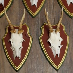 Deer antlers, 20 pieces, roe deer bucks, deer buck antlers, carved trophy signs 22.1350