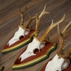 Deer antlers, 20 pieces, roe deer bucks, deer buck antlers, carved trophy signs 22.1350
