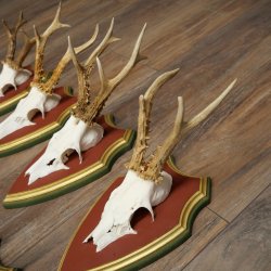 Deer antlers, 20 pieces, roe deer bucks, deer buck antlers, carved trophy signs 22.1350