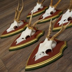 Deer antlers, 20 pieces, roe deer bucks, deer buck antlers, carved trophy signs 22.1350