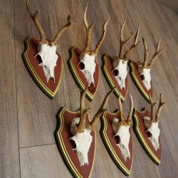 Deer antlers, 20 pieces, roe deer bucks, deer buck antlers, carved trophy signs 22.1350