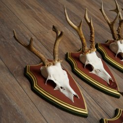 Deer antlers, 20 pieces, roe deer bucks, deer buck antlers, carved trophy signs 22.1350