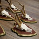 Deer antlers, 20 pieces, roe deer bucks, deer buck antlers, carved trophy signs 22.1350
