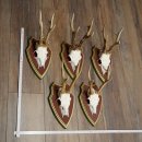 Deer antlers, 20 pieces, roe deer bucks, deer buck...