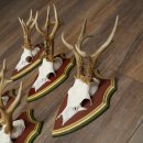 Deer antlers, 20 pieces, roe deer bucks, deer buck antlers, carved trophy signs 22.1350