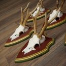 Deer antlers, 20 pieces, roe deer bucks, deer buck antlers, carved trophy signs 22.1350