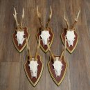 Deer antlers, 20 pieces, roe deer bucks, deer buck antlers, carved trophy signs 22.1350