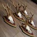 Deer antlers, 20 pieces, roe deer bucks, deer buck antlers, carved trophy signs 22.1350