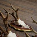 Deer antlers, 20 pieces, roe deer bucks, deer buck antlers, carved trophy signs 22.1350