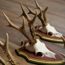 Deer antlers, 20 pieces, roe deer bucks, deer buck antlers, carved trophy signs 22.1350