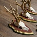 Deer antlers, 20 pieces, roe deer bucks, deer buck antlers, carved trophy signs 22.1350