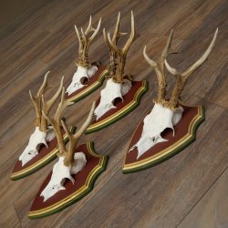 Deer antlers, 20 pieces, roe deer bucks, deer buck antlers, carved trophy signs 22.1350