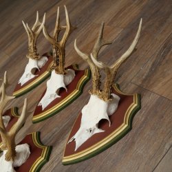 Deer antlers, 20 pieces, roe deer bucks, deer buck antlers, carved trophy signs 22.1350