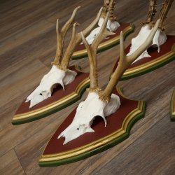 Deer antlers, 20 pieces, roe deer bucks, deer buck antlers, carved trophy signs 22.1350