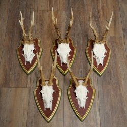 Deer antlers, 20 pieces, roe deer bucks, deer buck antlers, carved trophy signs 22.1350