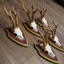 Deer antlers, 20 pieces, roe deer bucks, deer buck antlers, carved trophy signs 22.1350