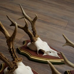 Deer antlers, 20 pieces, roe deer bucks, deer buck antlers, carved trophy signs 22.1350