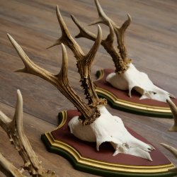 Deer antlers, 20 pieces, roe deer bucks, deer buck antlers, carved trophy signs 22.1350
