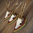 Deer antlers, 20 pieces, roe deer bucks, deer buck...