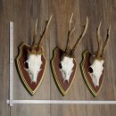 Deer antlers, 20 pieces, roe deer bucks, deer buck...