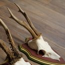 Deer antlers, 20 pieces, roe deer bucks, deer buck antlers, carved trophy signs 22.1350