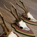Deer antlers, 20 pieces, roe deer bucks, deer buck antlers, carved trophy signs 22.1350