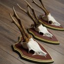 Deer antlers, 20 pieces, roe deer bucks, deer buck antlers, carved trophy signs 22.1350