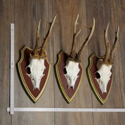 Deer antlers, 20 pieces, roe deer bucks, deer buck antlers, carved trophy signs 22.1350