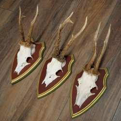 Deer antlers, 20 pieces, roe deer bucks, deer buck antlers, carved trophy signs 22.1350