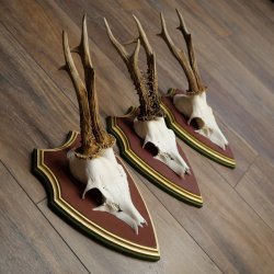 Deer antlers, 20 pieces, roe deer bucks, deer buck antlers, carved trophy signs 22.1350