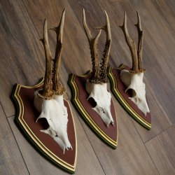 Deer antlers, 20 pieces, roe deer bucks, deer buck antlers, carved trophy signs 22.1350
