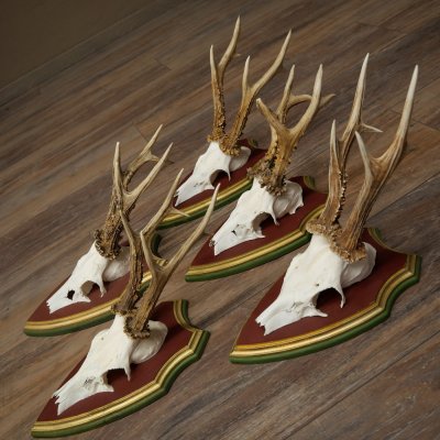 Rehgeweihe 5 Stück Rehböcke Reh Bock Geweihe auf ZIRBENHOLZ Trophäenschildern 22.1355