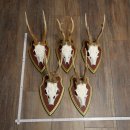Rehgeweihe 5 Stück Rehböcke Reh Bock Geweihe...