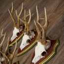 Rehgeweihe 5 Stück Rehböcke Reh Bock Geweihe auf ZIRBENHOLZ Trophäenschildern 22.1355