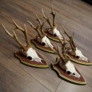 Rehgeweihe 5 Stück Rehböcke Reh Bock Geweihe auf ZIRBENHOLZ Trophäenschildern 22.1355