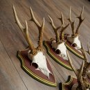Rehgeweihe 5 Stück Rehböcke Reh Bock Geweihe auf ZIRBENHOLZ Trophäenschildern 22.1355