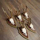 Rehgeweihe 5 Stück Rehböcke Reh Bock Geweihe auf ZIRBENHOLZ Trophäenschildern 22.1355