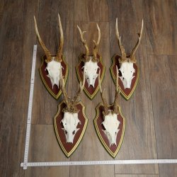 Rehgeweihe 5 Stück Rehböcke Reh Bock Geweihe auf ZIRBENHOLZ Trophäenschildern 22.1355