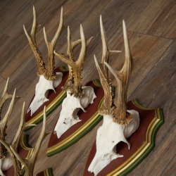 Rehgeweihe 5 Stück Rehböcke Reh Bock Geweihe auf ZIRBENHOLZ Trophäenschildern 22.1355