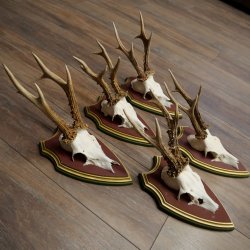 Rehgeweihe 5 Stück Rehböcke Reh Bock Geweihe auf ZIRBENHOLZ Trophäenschildern 22.1355