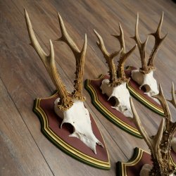 Rehgeweihe 5 Stück Rehböcke Reh Bock Geweihe auf ZIRBENHOLZ Trophäenschildern 22.1355