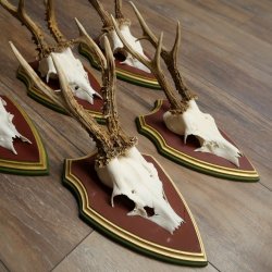 Rehgeweihe 5 Stück Rehböcke Reh Bock Geweihe auf ZIRBENHOLZ Trophäenschildern 22.1355