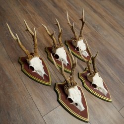 Rehgeweihe 5 Stück Rehböcke Reh Bock Geweihe auf ZIRBENHOLZ Trophäenschildern 22.1355