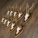 Rehgeweihe 10 Stück Rehböcke Reh Bock Geweihe...