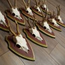 Rehgeweihe 10 Stück Rehböcke Reh Bock Geweihe auf ZIRBENHOLZ Trophäenschildern 22.1356